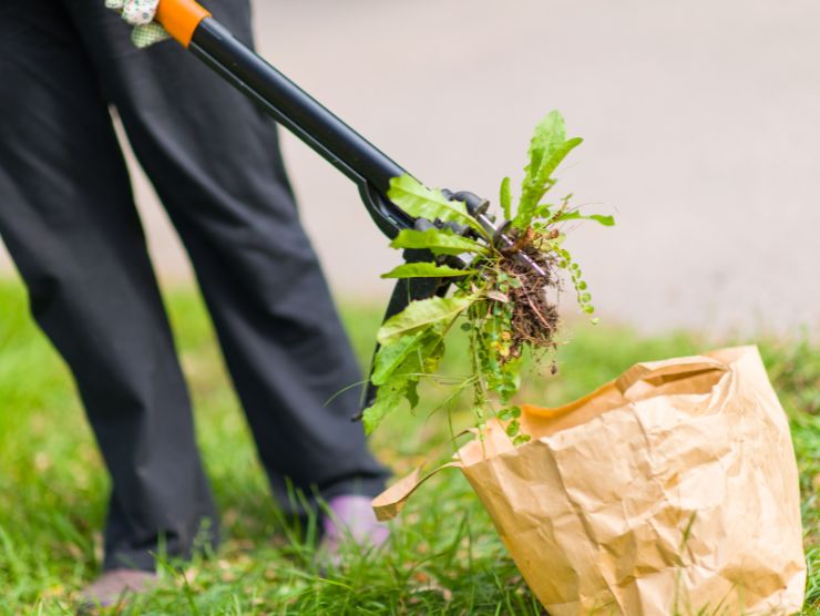 rimedio contro erbacce giardino