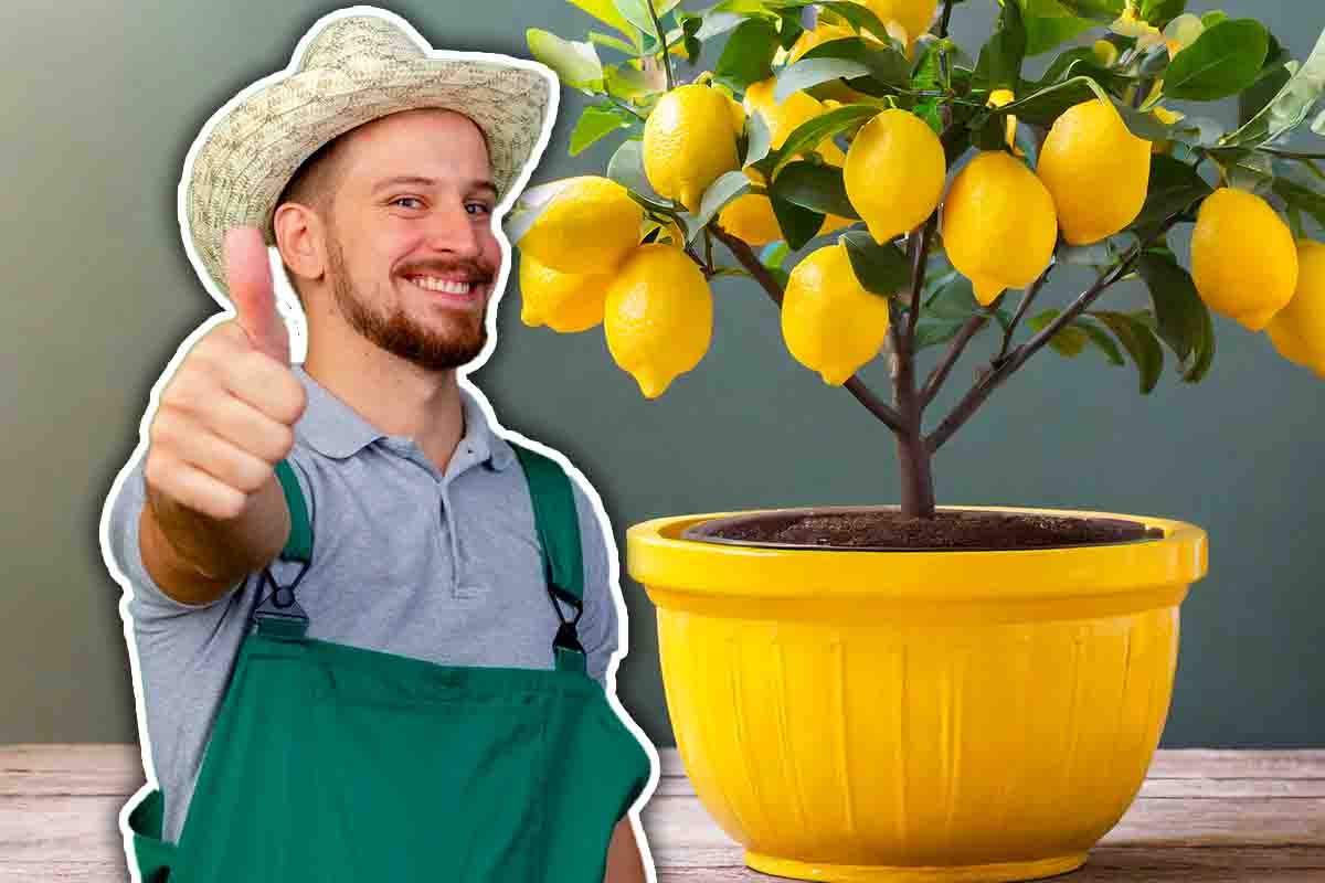 Come far crescere la pianta di limoni in vaso