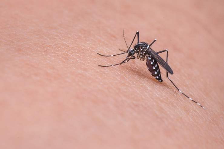 Punure zanzare pericolose