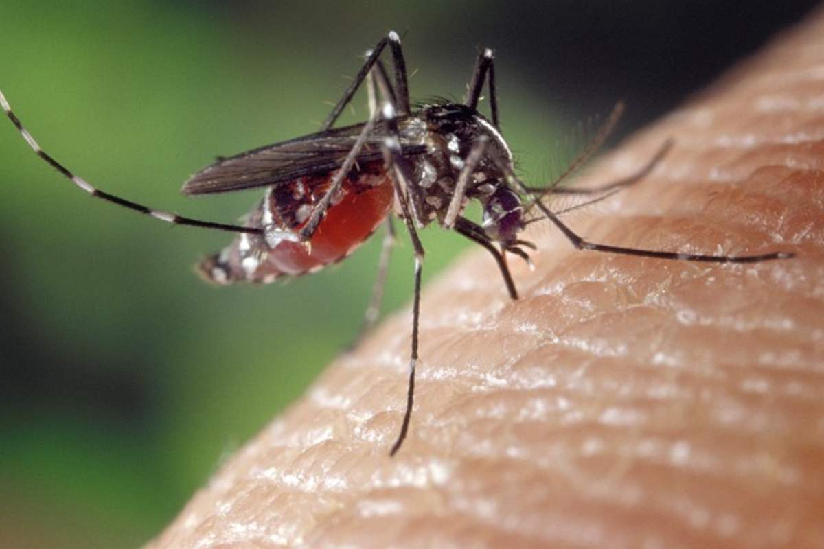 Zanzare e pericoli